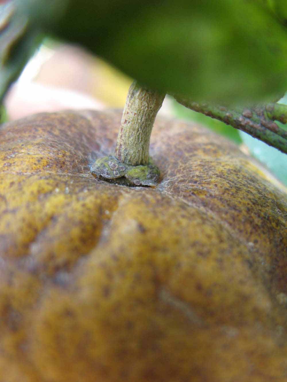            Fruit (Winter Haven, FL)   